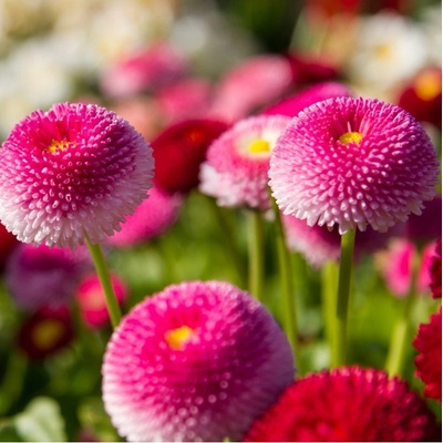 Sedmikráska pomponková růžová - Bellis perennis - semena sedmikrásky - 0,1 g
