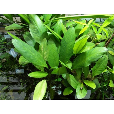 Anubias barteri angustifolia afzelii