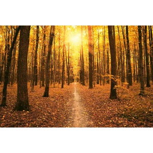 DIMEX ART Флизелинов фототапет златна гора 375 x 250 см