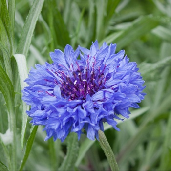 Semínka chrpy - Centaurea cyanus - Chrpa modrá - prodej semen - 30 ks