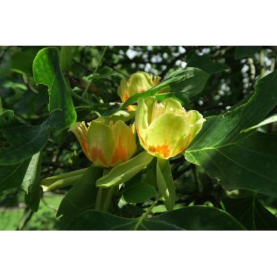 Liliovník tulipánokvětý - Liriodendron tulipifera, Kontejner o objemu 20 litrů