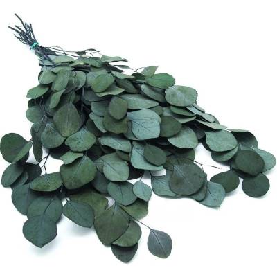 Eukalyptus populus -stabilizovaný 5-6ks