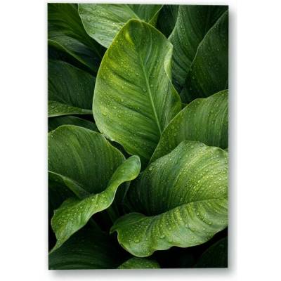 Plakát – Zelené listy s kapkami vody Bez rámu Ano Bez rámu 90 × 135 cm