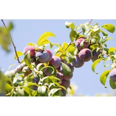 Slivka domáca (Prunus Domestica) ´TOPEND PLUS®´ - neskorá, výška 150-180 cm, voľnokorenná