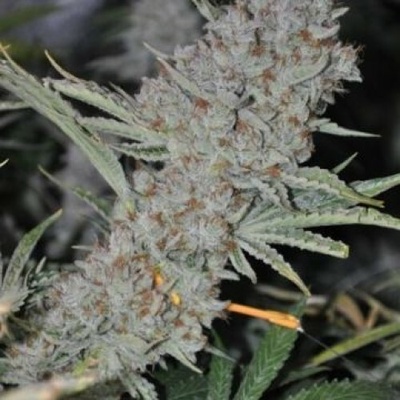 Phoenix Seeds Sweet Tooth Express AUTO semena neobsahují THC 5 ks