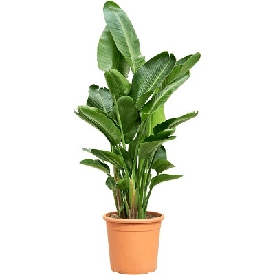 Strelitzia nicolai 40x190 cm