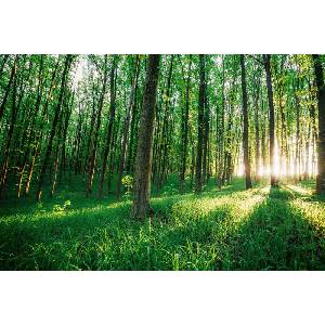 DIMEX ART Флизелинов фототапет зелена гора 375 x 250 см