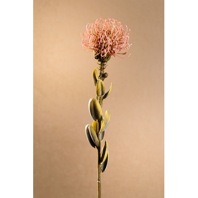 Paramit DRY SMALL PROTEA Aranžovací květina růžová 61 cm