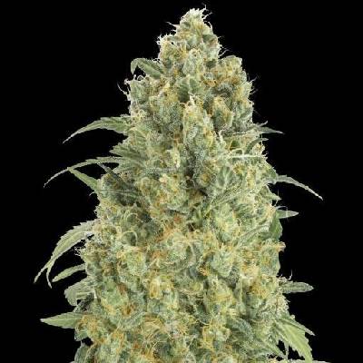 Advanced Seeds AUTO Strawberry Gum semena neobsahují THC 1 ks