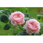 DIMEX ART Флизелинов фототапет английска роза 375 x 250 см