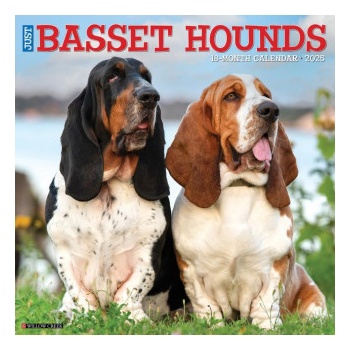Willow Creek Press Calendars Basset Hounds 2026 12 X 12 Wall Calendar | Willow Creek Press