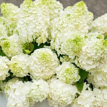 Image 1 of Хортензия Magical Mont Blanc® - паникулата