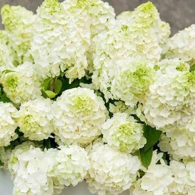 Хортензия Magical Mont Blanc® - паникулата