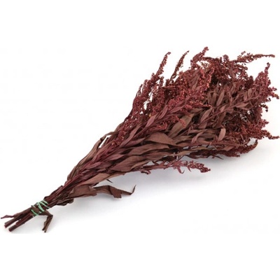 Solidago Burgundy - tm. červená