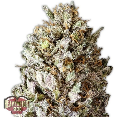 Heavyweight Seeds Diesel Drift semena neobsahují THC 3 ks