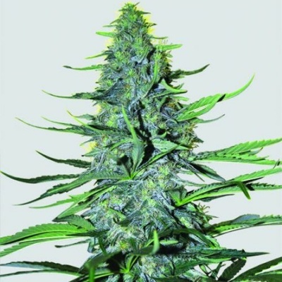 Nirvana White Widow regular semienka neobsahujú THC 10 ks