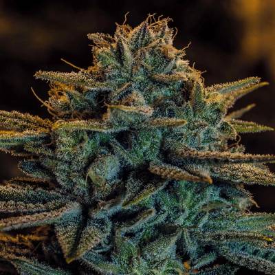 Expert Seeds Sweet Zombie semena neobsahují THC 3 ks