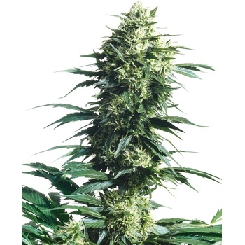 Sensi Seeds Mother´s Finest regular semena neobsahují THC 10 ks