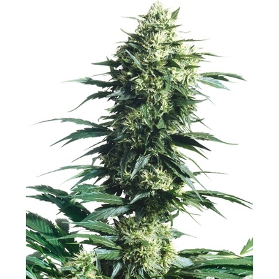 Sensi Seeds Mother´s Finest regular semena neobsahují THC 10 ks