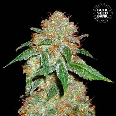 Bulk Seed Bank Dark Domina semena neobsahují THC 10 ks