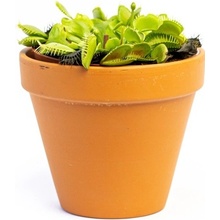 Gardners Dionaea, průměr 12 cm Mucholapka podivná