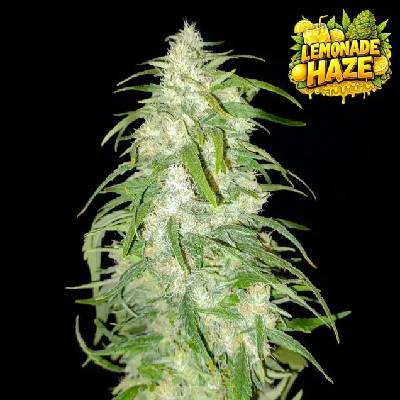 Ganja Farmer Lemonade Haze semienka neobsahujú THC 3 ks