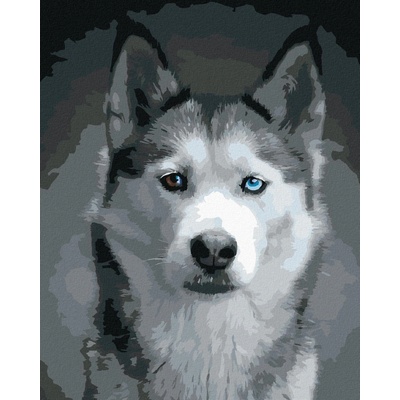 Malování podle čísel Hlava huskyho