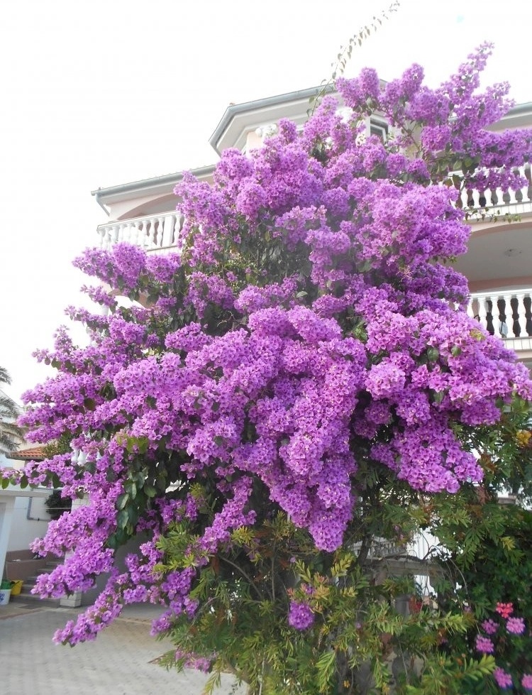Bougainvillea Prodej (bohaté kvetení, může vést, bohatému kvetení) Bougainvillea Prodej