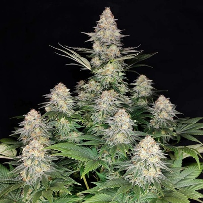 Buddha Seeds Kraken semena neobsahují THC 1 ks