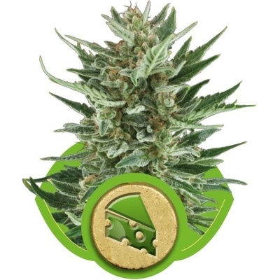 Royal Queen Seeds Royal Cheese semienka neobsahujú THC 5 ks