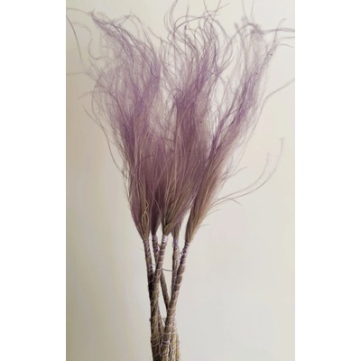 Stipa fialová