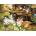 Norimpex - Puzzle Diamant painting: Cat family 30x40cm - 1 - 39 piese