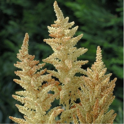Láskavec Autumn Touch - Amaranthus caudatus - semená láskavca - 270 ks