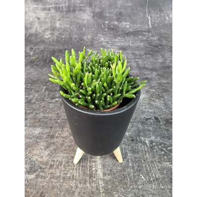 Rhipsalis Baciferra Oasis mini (Pralesní kaktus do polostínu)