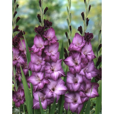 Gladiola 'Blue isle' 5 ks Velikost: 8/10