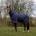 EKKIA Трипластова попона - EQUITHÈME Rug - Classic 155 (400587769)