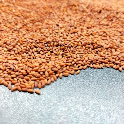 Microgreens Žerucha na mikrozeleninu 50 g