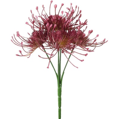 ZELEŇ BODLIAK x5 CERISE 24CM