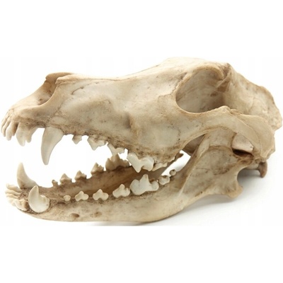 Reptile Vlčia lebka velká 27x13x13,5 cm