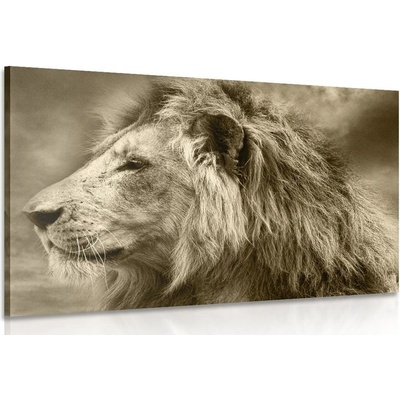 Obraz africký lev v sépiovém provedení - 120x80