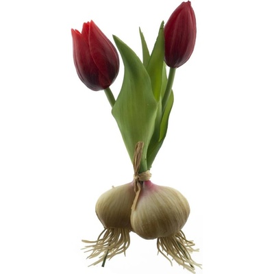 Tulipán 'Sally' svazek s cibulkou červený V18 cm