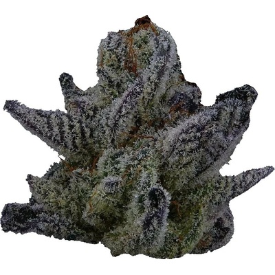 Highbreed Seeds Sherbet Jedi Joint Auto semienka neobsahujú THC 12 ks