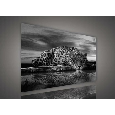 Obraz na plátně jaguár 171O1, 100 x 75 cm, IMPOL TRADE