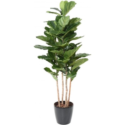 Luxusní umělý strom FICUS LYRATA MULTI GF, 210cm