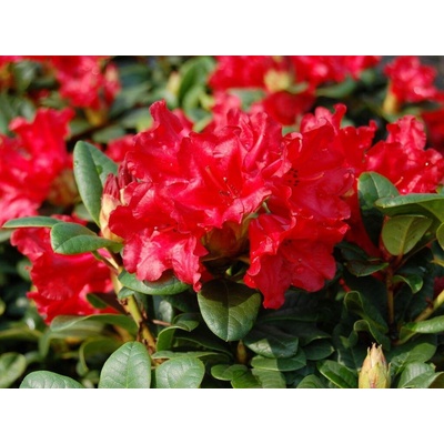 Rododendron Scarlet Wonder, výška 10-20 cm, kvetináč 13 cm