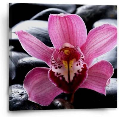 Sablio Obraz Růžová orchidea - 50x50 cm