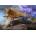 Trefl - Puzzle World of Tanks: Tiger II - 1 000 piese