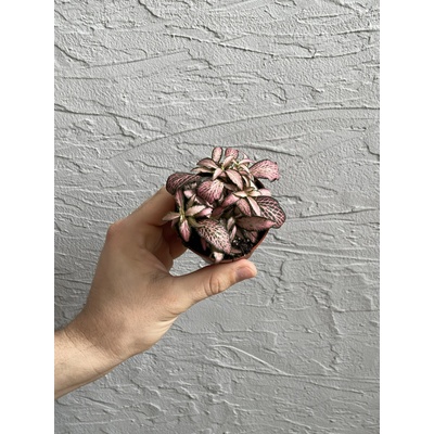 Fittonia Pink Forest flame baby