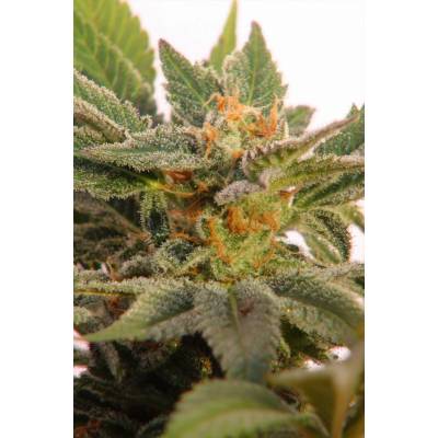 Kannabia Seeds Kritic AUTO semena neobsahují THC 3 ks