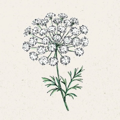 Jora Dahl Parasca väčšia Ammi majus 1 bal.